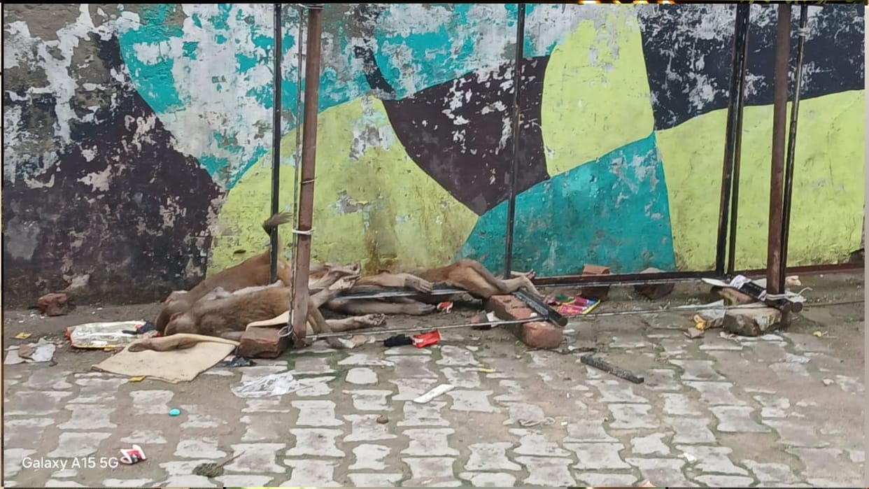 Four monkeys died of electrocution in Basti; the electric current had charged an iron pole.