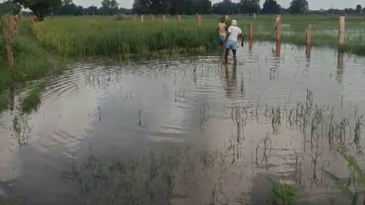 Bilaspur News: Heavy Rain Floods Hundreds of Acres of Paddy Fields, Farmers Seek Action Against Encroachment