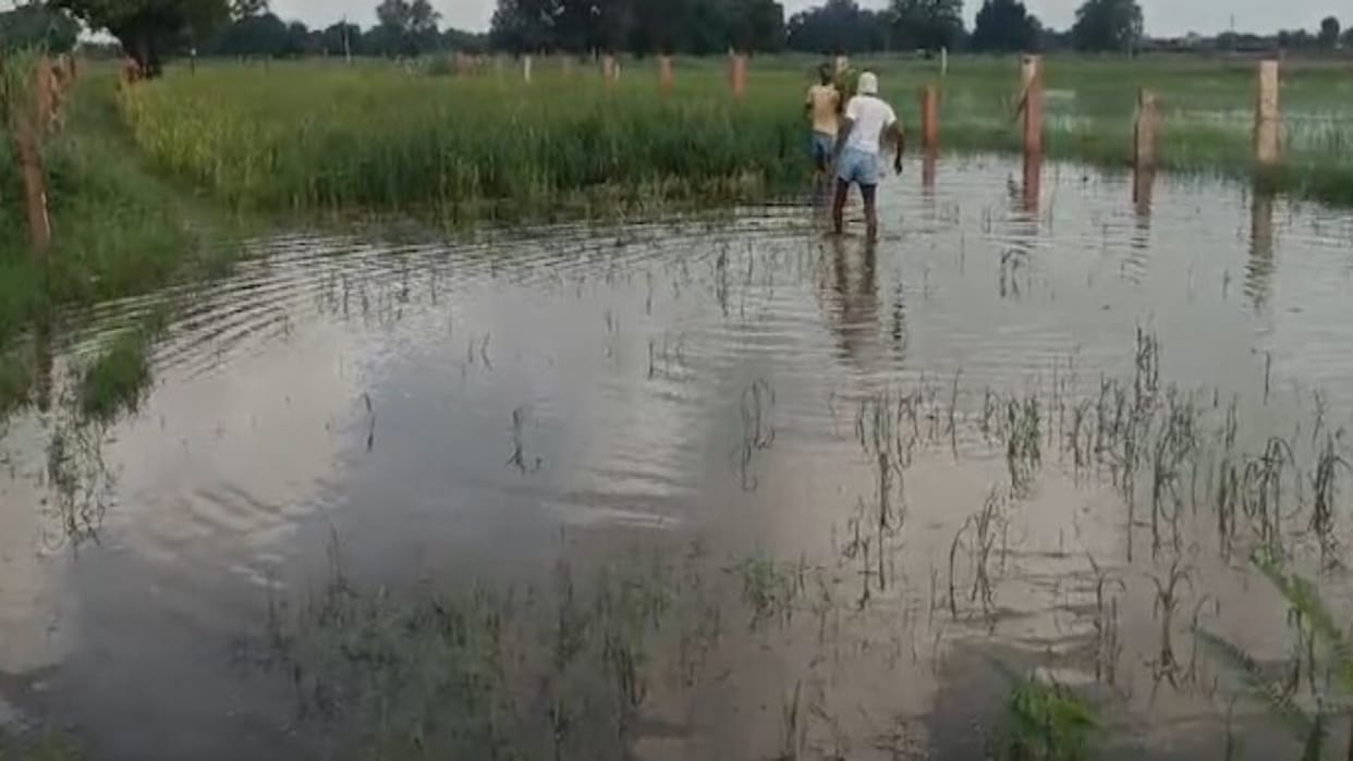 Bilaspur News: Heavy Rain Floods Hundreds of Acres of Paddy Fields, Farmers Seek Action Against Encroachment