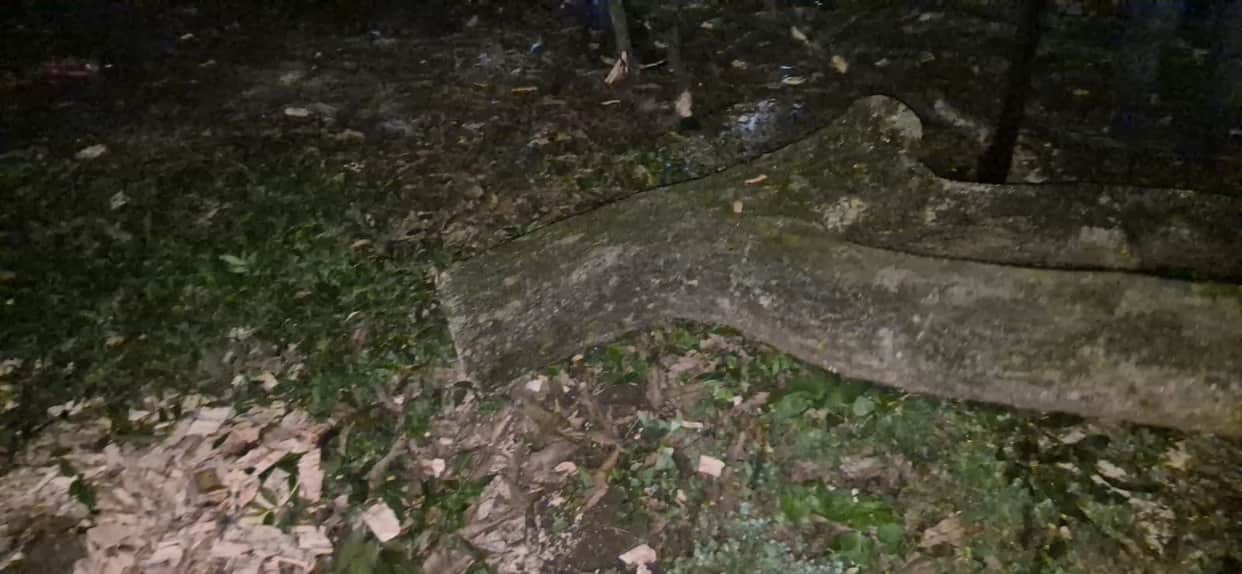 Illegal felling of green mango trees in an orchard; police have detained a young man Vikasnagar