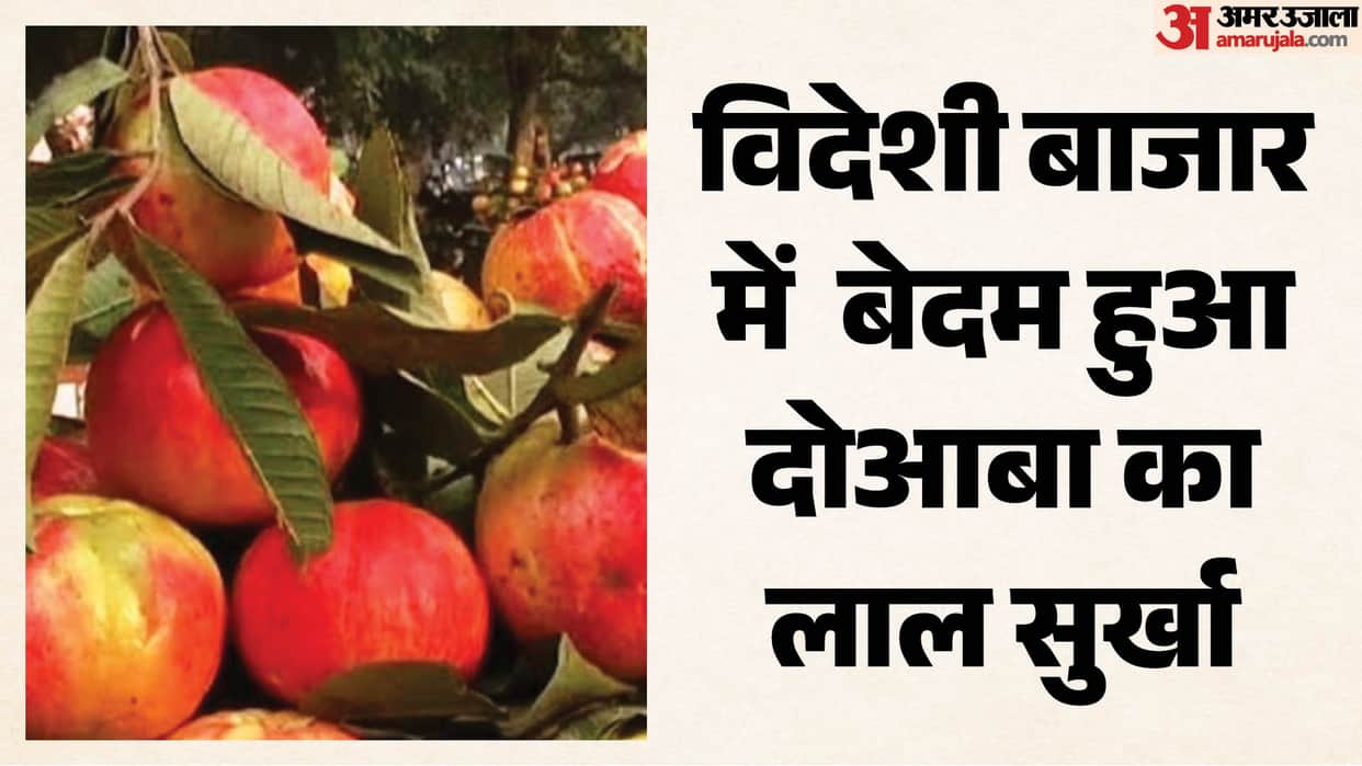 Doaba ‘Lal Surkha loses steam in overseas markets; Allahabad guava facing a tough phase.