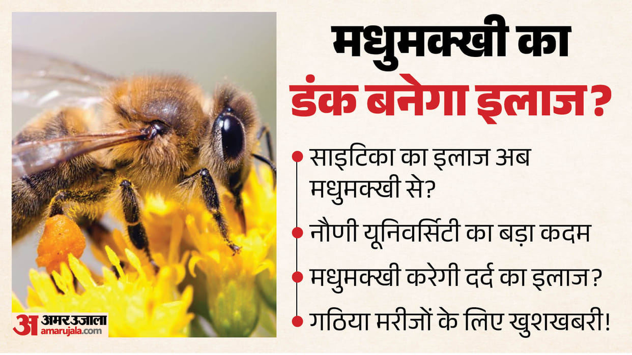 nauni university apitherapy pg diploma bee venom therapy solan