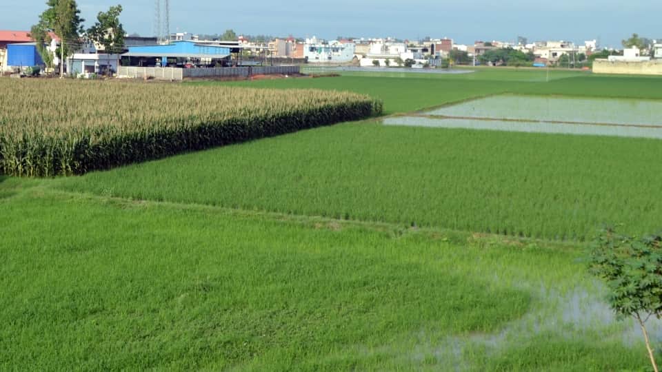 Dry monsoon 38% rainfall deficit in Punjab threatens paddy crop driest spell in 126 years