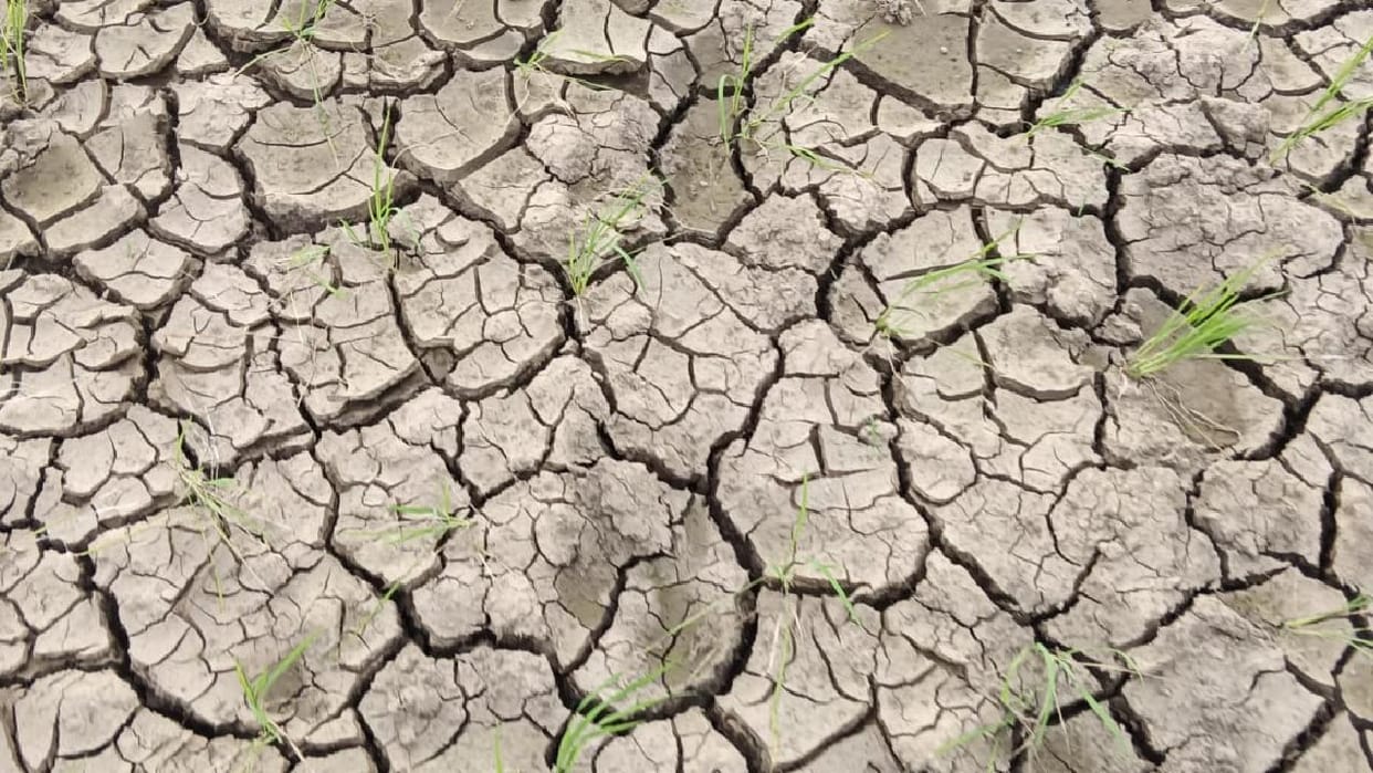 Jhansi: Paddy crop withering due to lack of water; angry farmers stage protest at the power station.