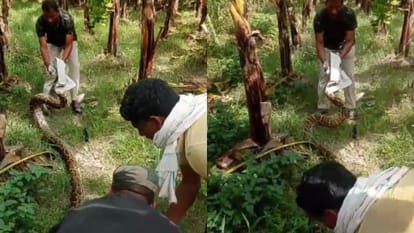 वनकर्मियों ने अजगर का पकड़कर जंगल में छोड़ा।