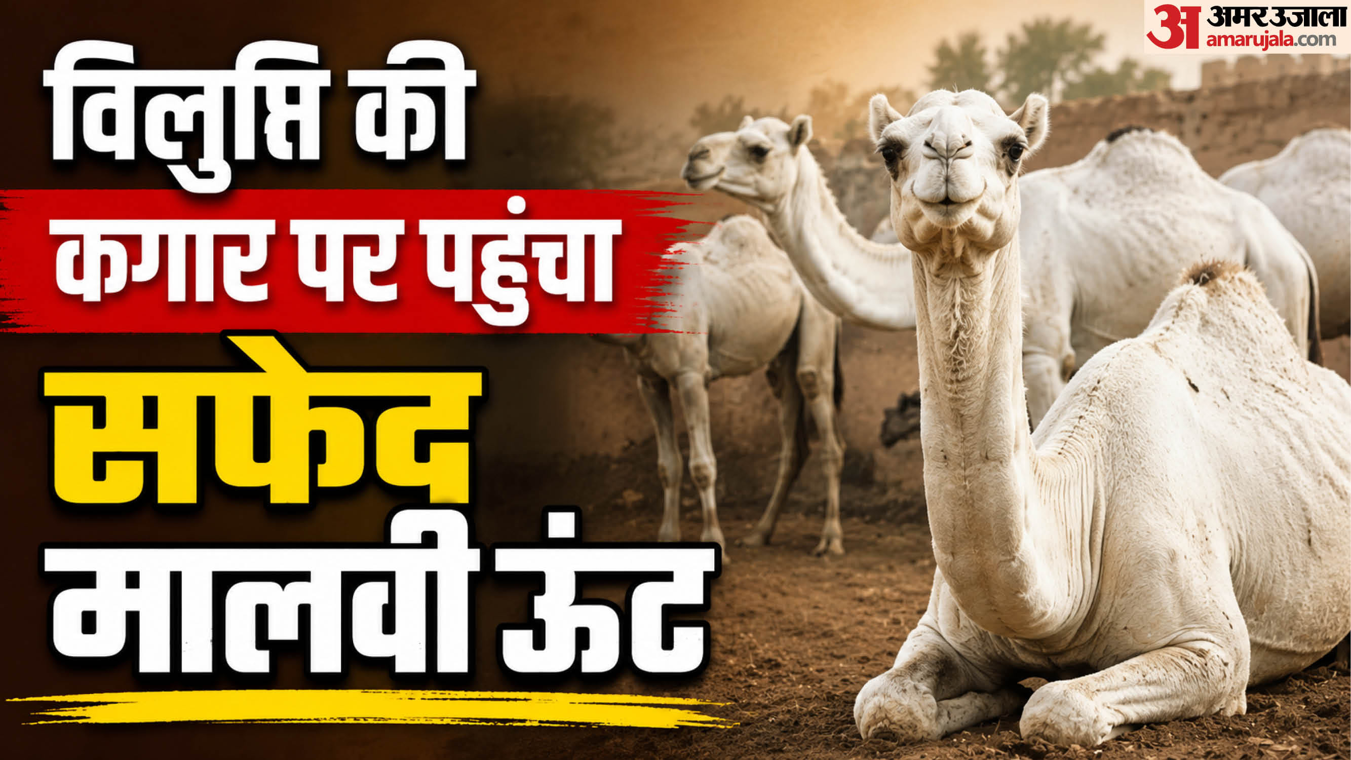 सफेद मालवी ऊंट