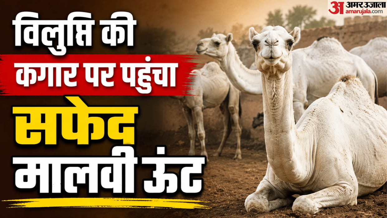 bikaner-rare-white-camel-breed-crisis-special-breeding-group-prepared news in hindi