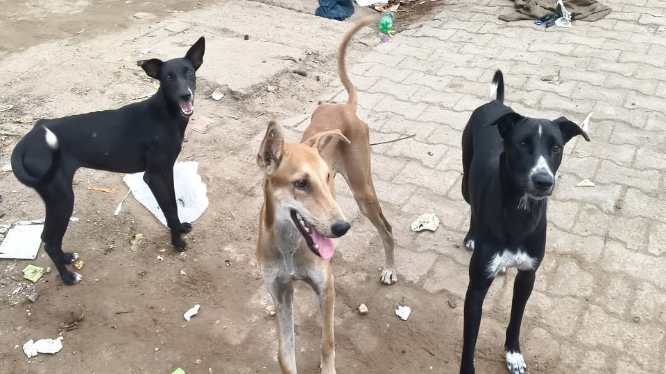 Police Restrict Feeding Stray Dogs in Agra Society, Animal Lovers Protest and Approach DM