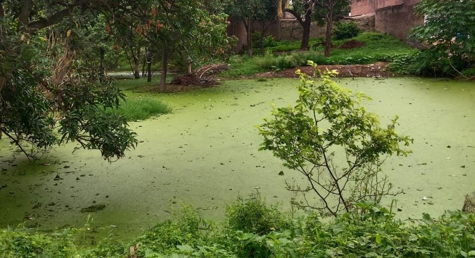 Differently-Abled Man Drowns in Pond Behind House, Dies During Treatment