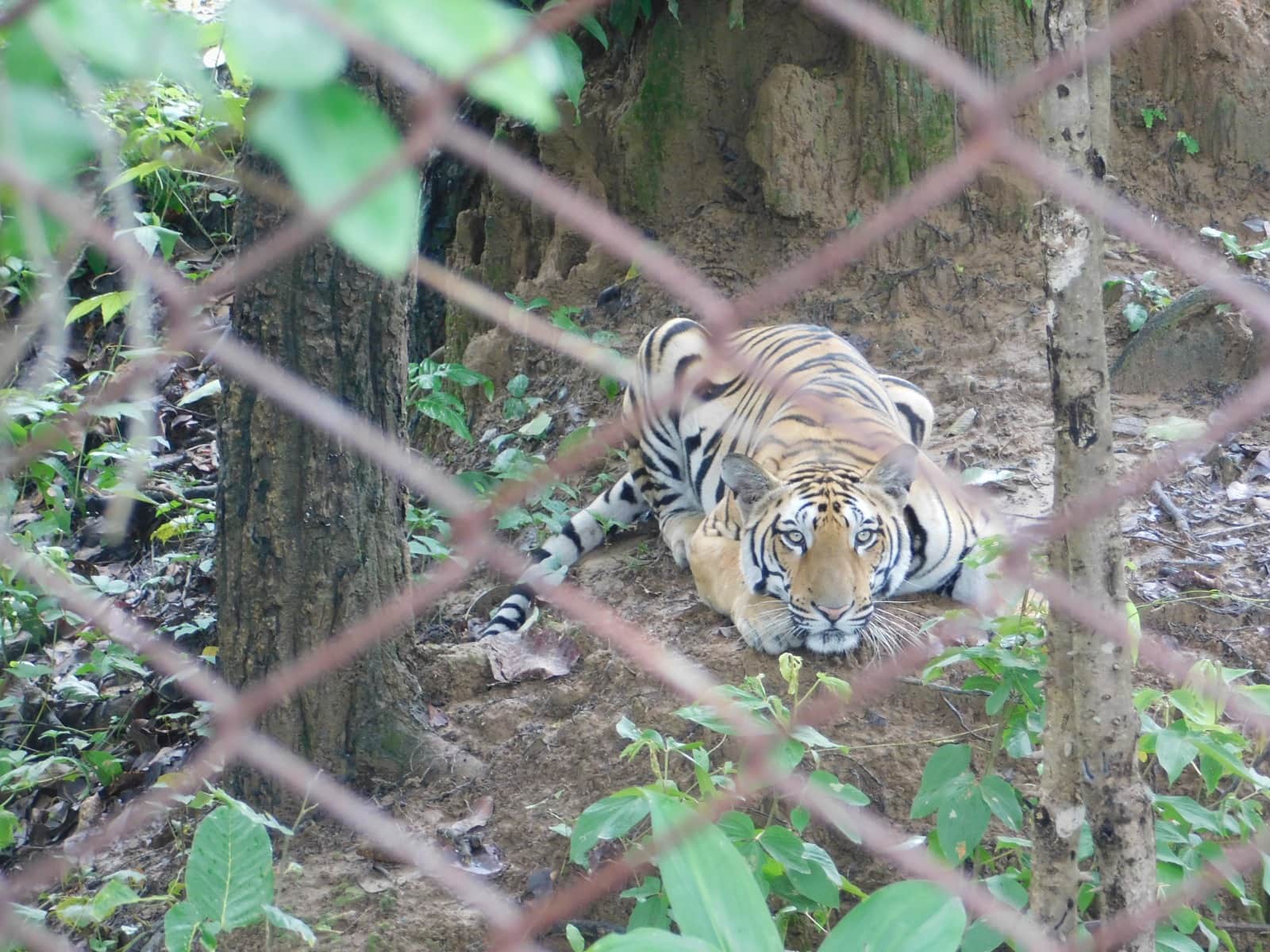MP's Tiger Rewilding Model: Orphaned cubs settled in the wild; over 20 tigers have returned to a natural life.