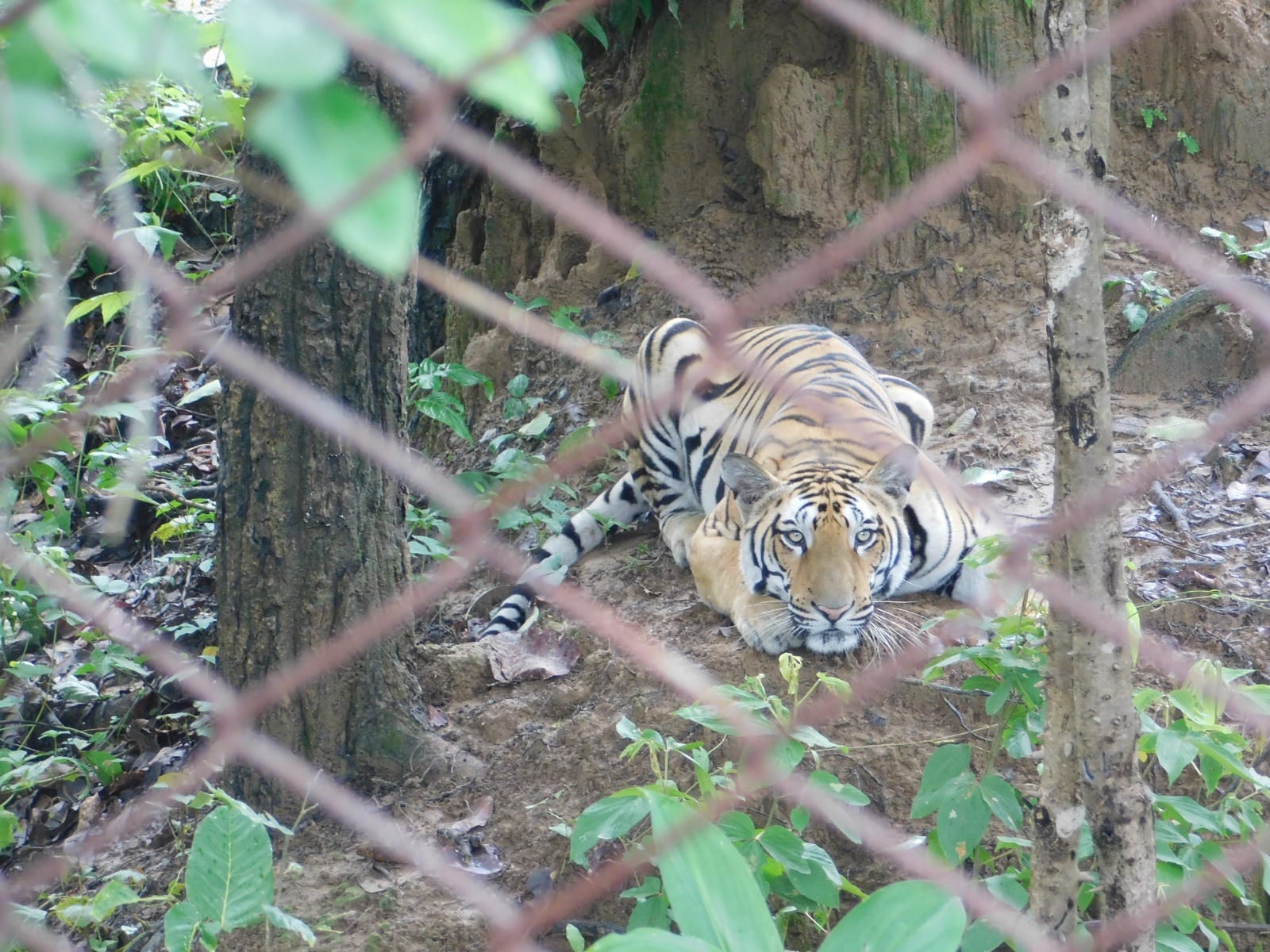MP's Tiger Rewilding Model: Orphaned cubs settled in the wild; over 20 tigers have returned to a natural life.