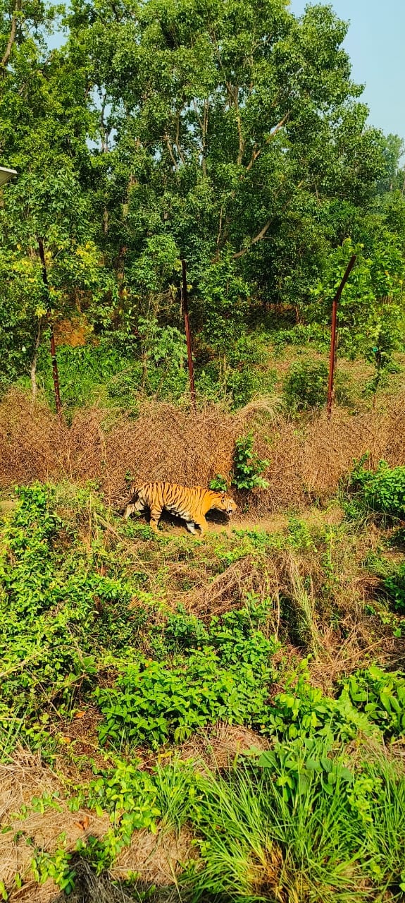 MP's Tiger Rewilding Model: Orphaned cubs settled in the wild; over 20 tigers have returned to a natural life.