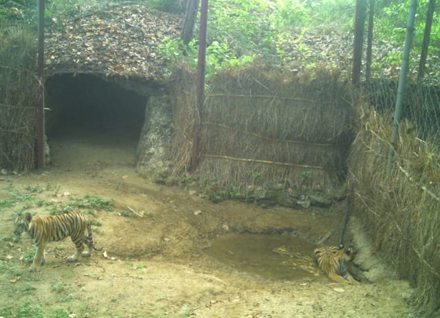 MP's Tiger Rewilding Model: Orphaned cubs settled in the wild; over 20 tigers have returned to a natural life.