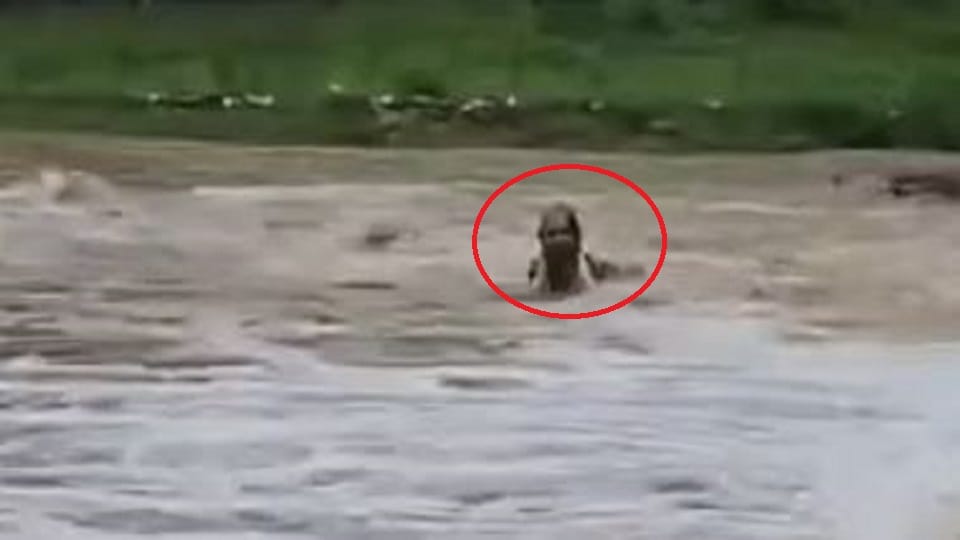 Two people were swept away by the strong current of the Bhakra drain