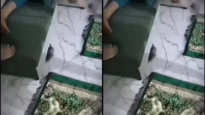 चूहे के साथ हुआ खेल
