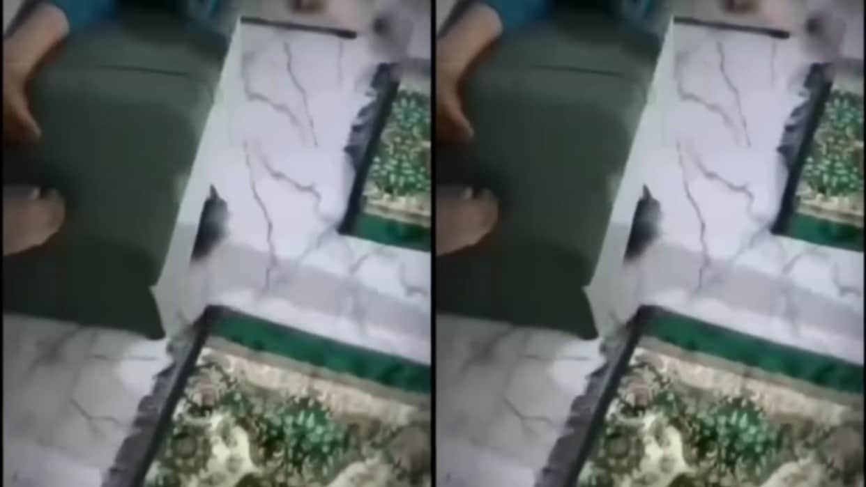Rat Enters a Room Boys Unexpected Reaction Sparks Viral Buzz on Social Media