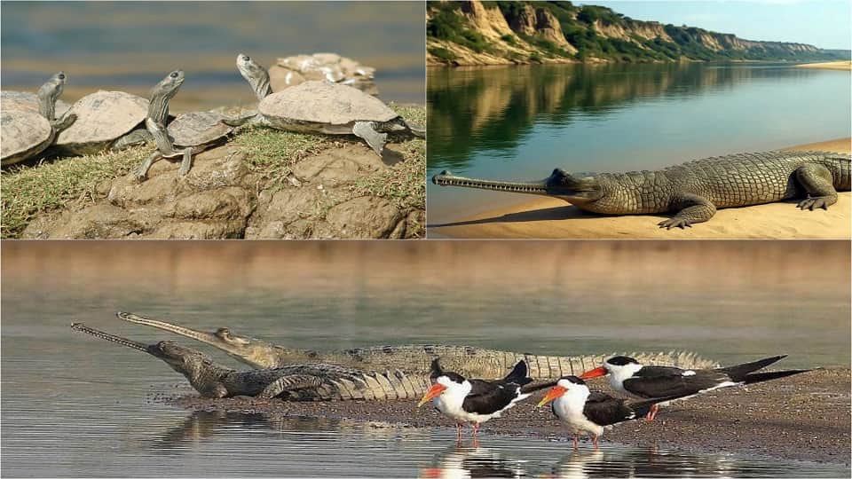 Chambal Sanctuary