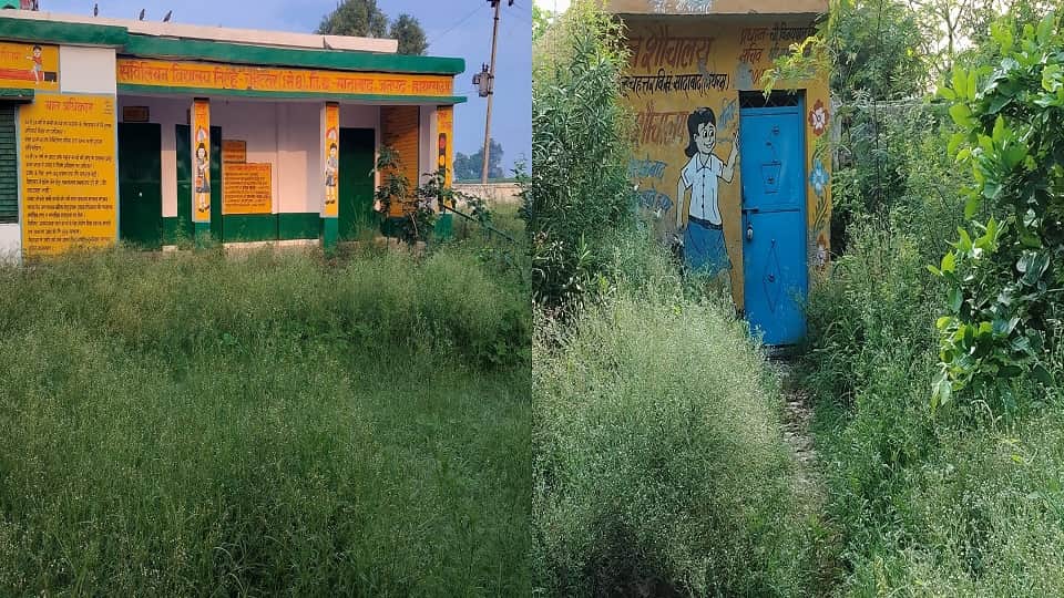 Grass growing in the school
