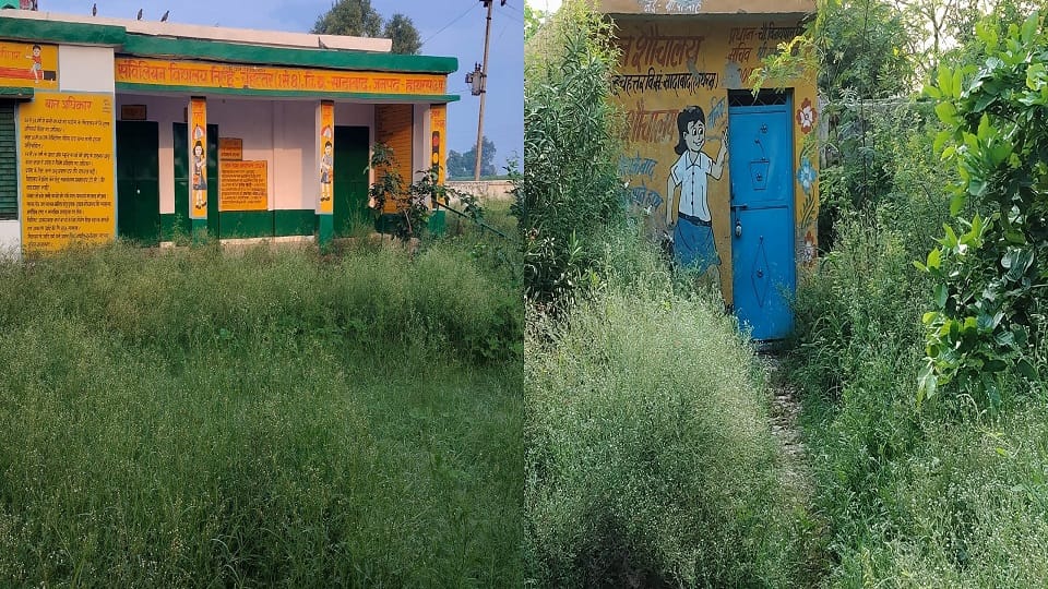 Grass growing in the school
