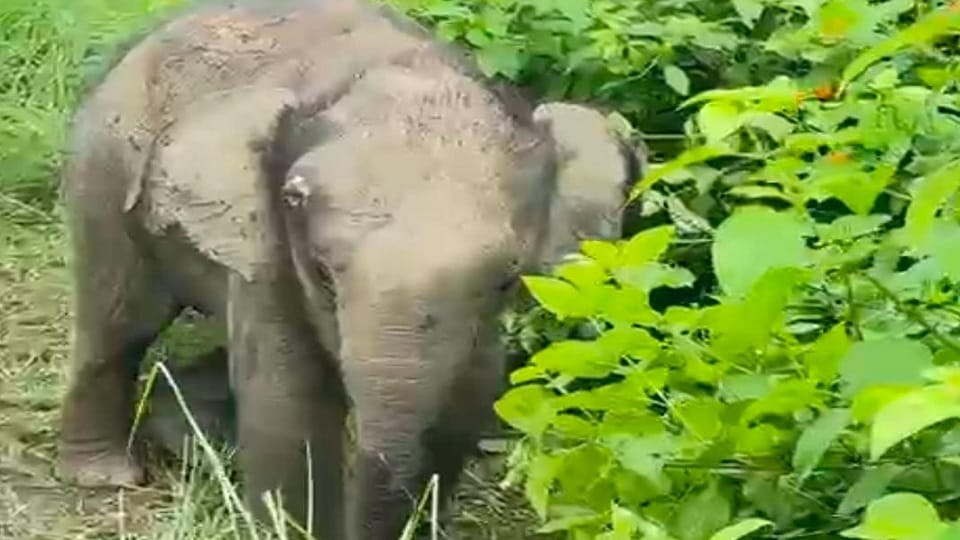 Elephant calf gets separated from the herd in Jhirna Zone