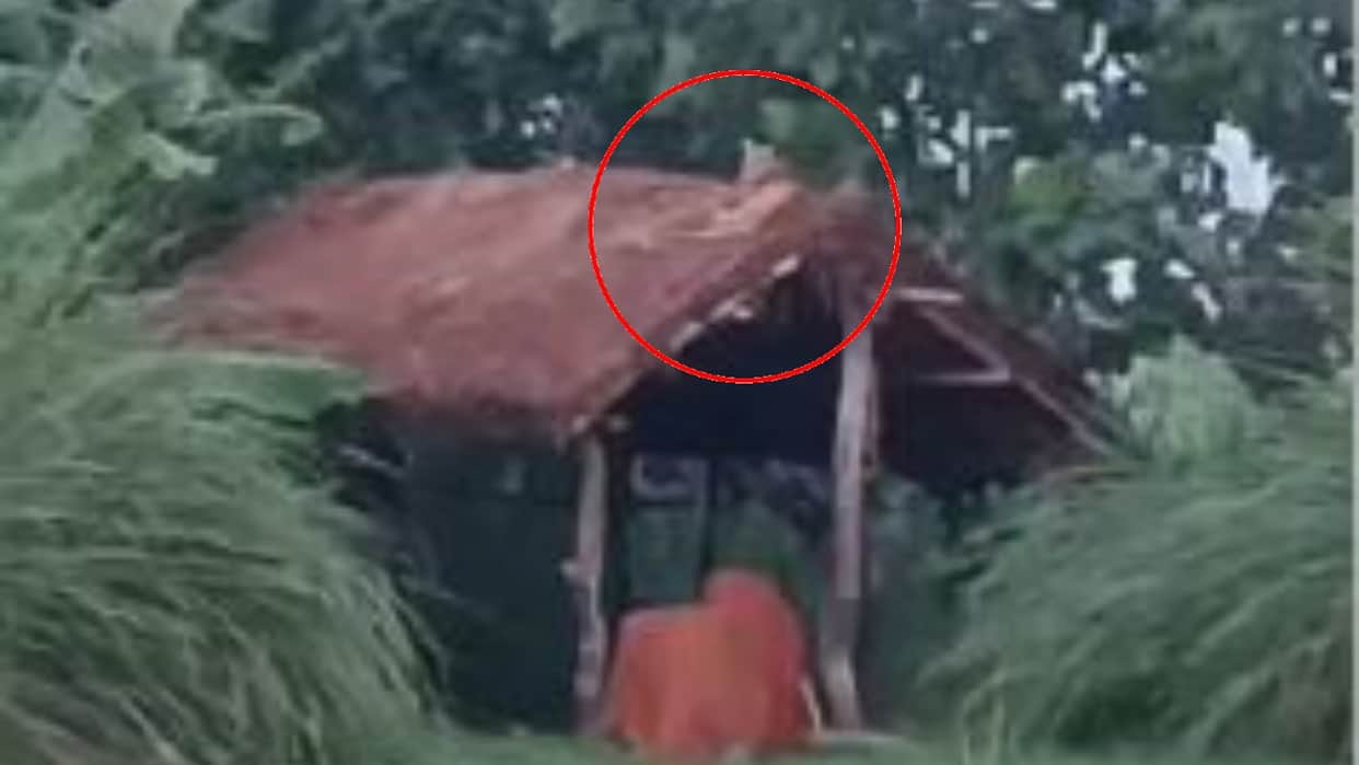 Leopard spotted sitting on a hut in a banana field in Lakhimpur kheri