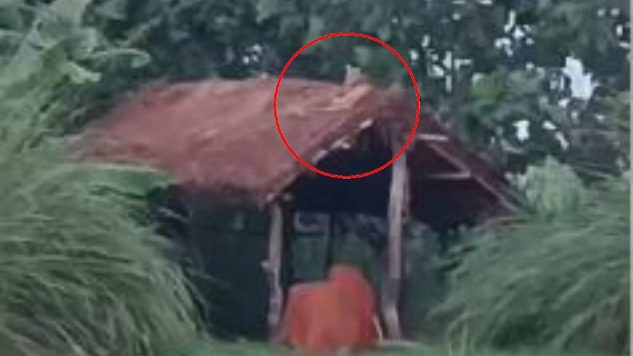 Leopard spotted sitting on a hut in a banana field in Lakhimpur kheri