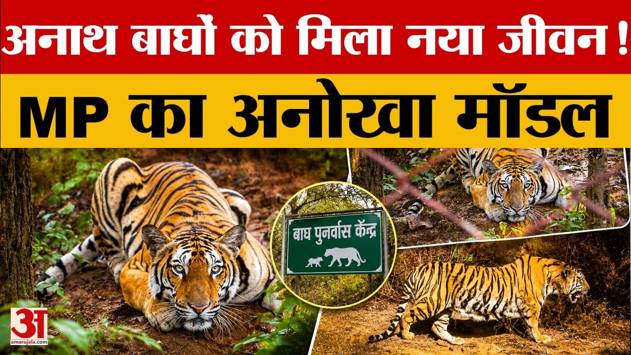 MP का 'टाइगर रिवाइल्डिंग मॉडल' बना मिसाल, अनाथ शावकों को मिली नई जिंदगी