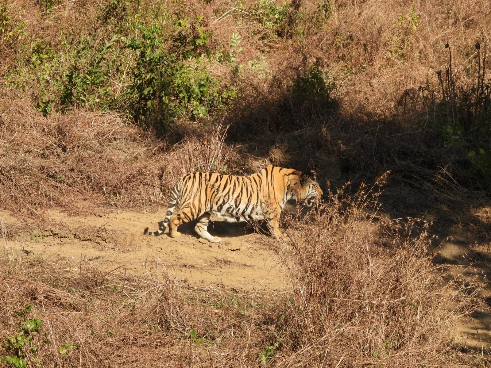 MP's Tiger Rewilding Model: Orphaned cubs settled in the wild; over 20 tigers have returned to a natural life.