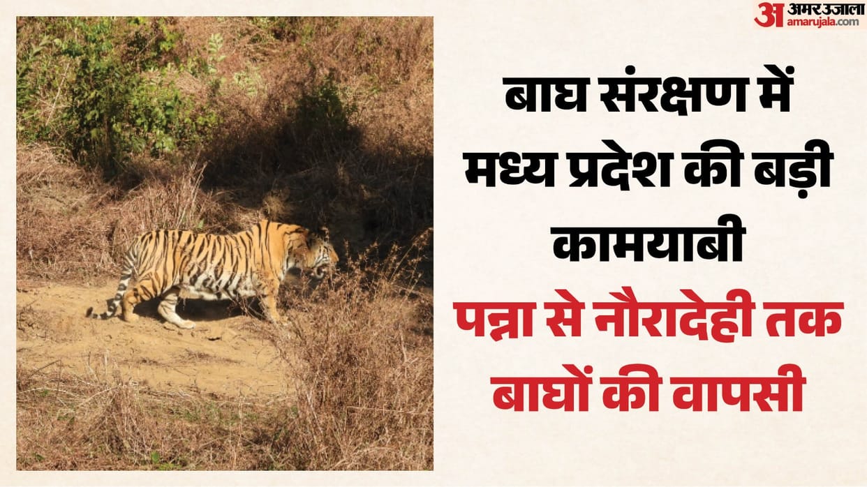 MP's Tiger Rewilding Model: Orphaned cubs settled in the wild; over 20 tigers have returned to a natural life.