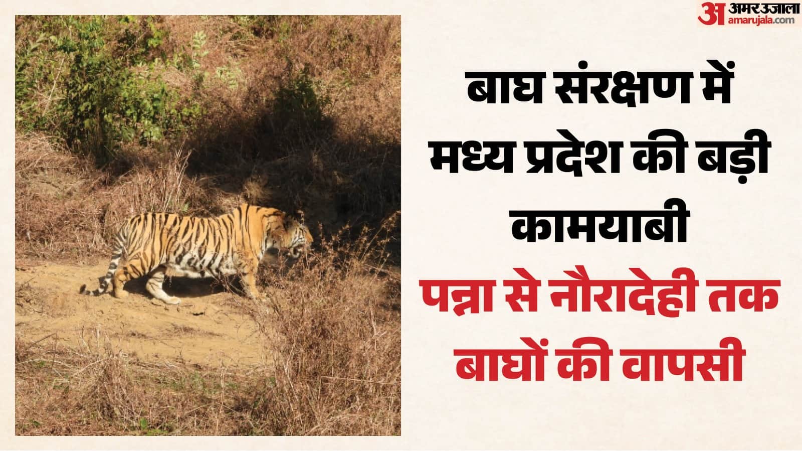 रिवाइल्डिंग मॉडल से फिर आबाद हुए जंगल।