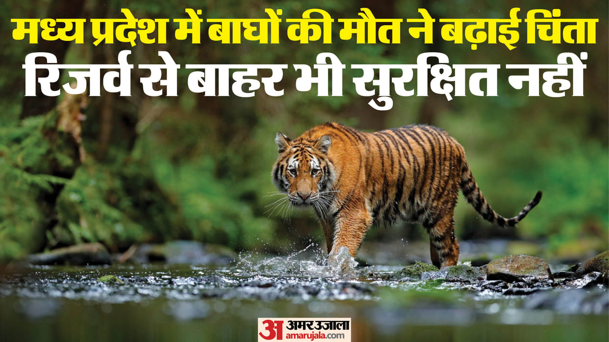 MP News: 'Tiger State' records highest number of tiger deaths 40 out of 111; significant threat exists outside