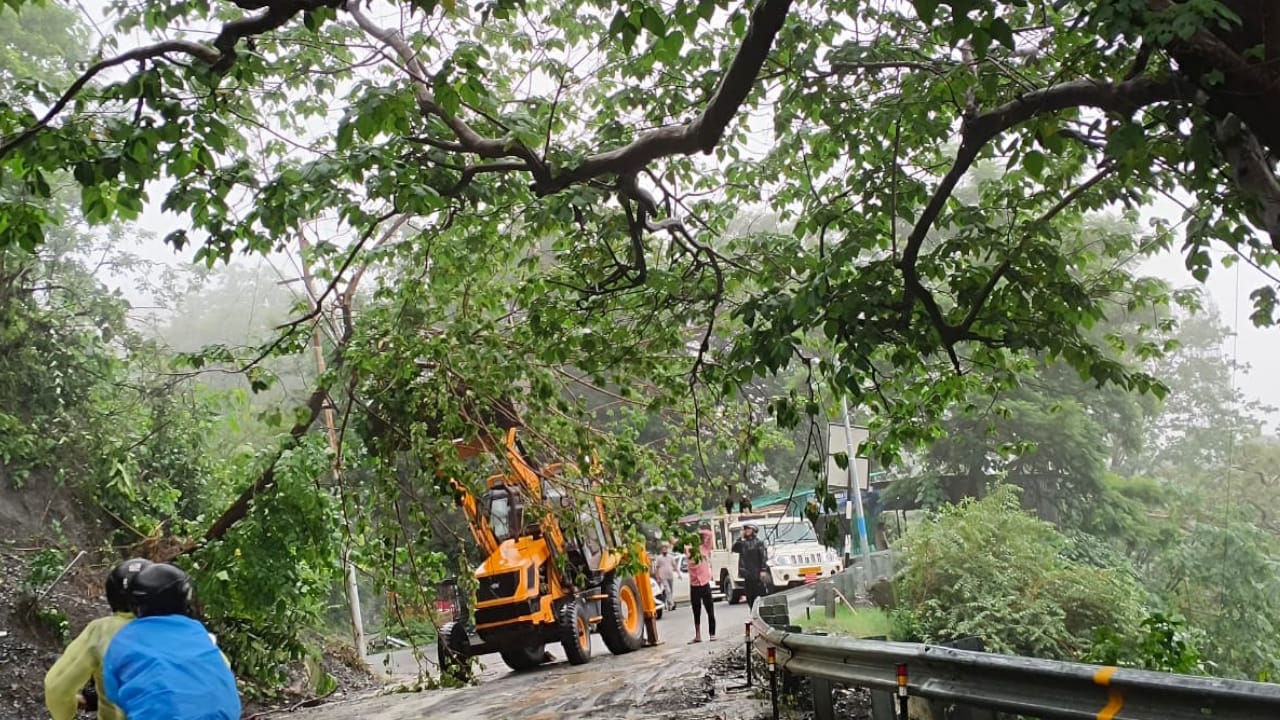 सड़क पर गिरे पेड़
