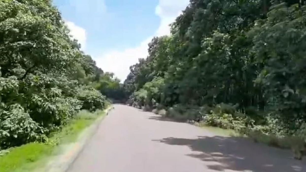 roar of tigers once echoed in the forests of Shahjahanpur
