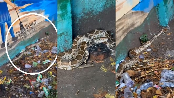 Kanpur three meter long python was spotted by  roadsid  it was safely secured in a sack