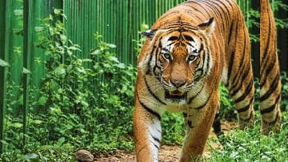 बाघ। सांकेतिक तस्वीर।
