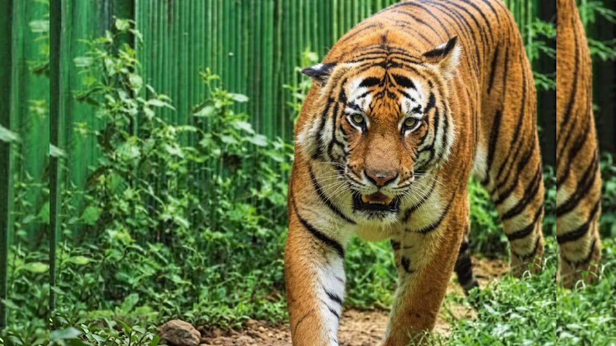 Leopards became cautious from the cage in kashipur