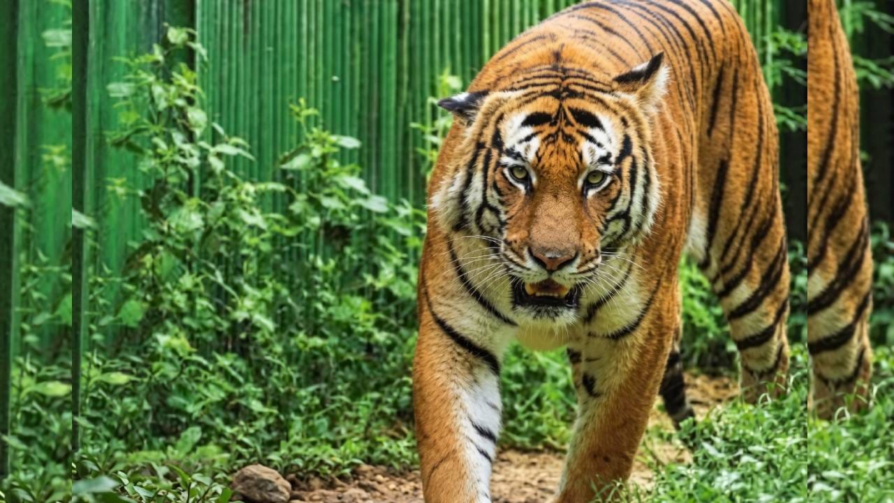 सांकेतिक तस्वीर।