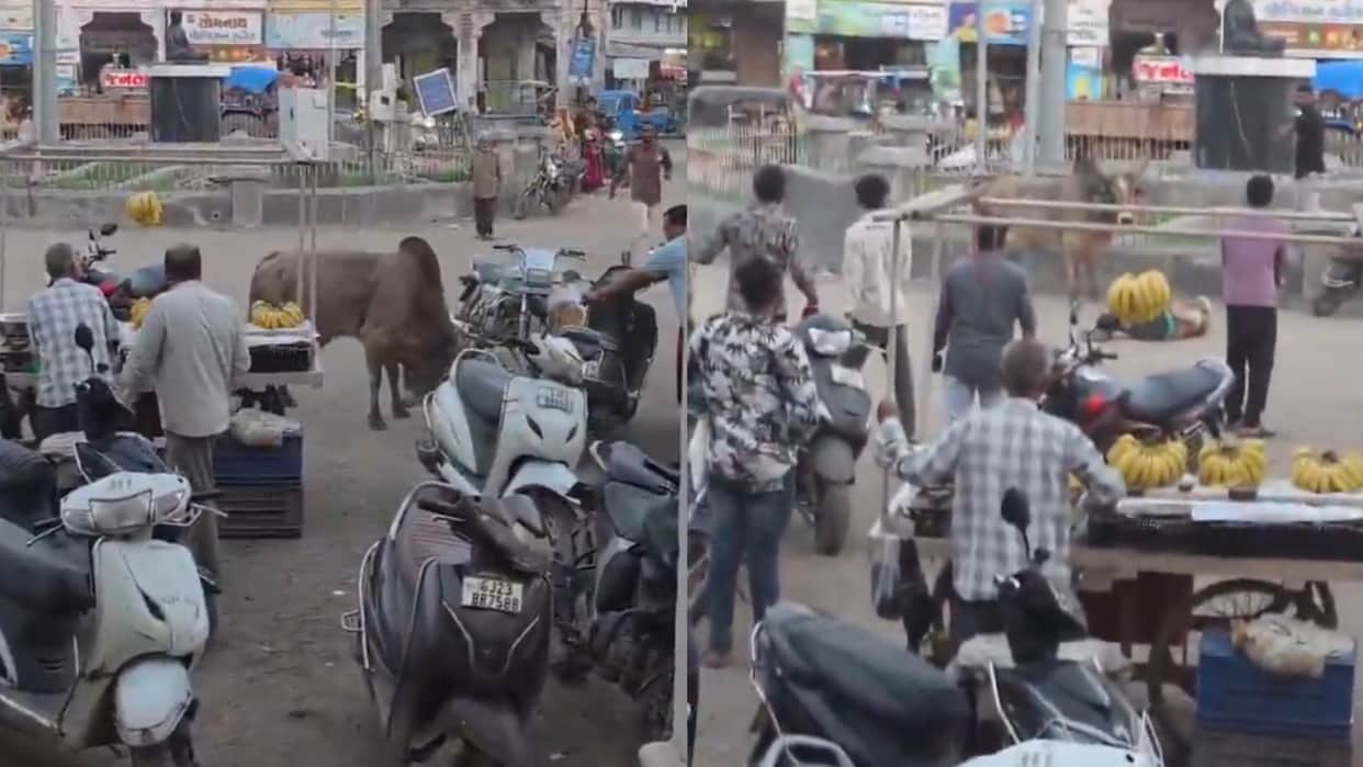 stray bull attack in rajkot gujarat video goes viral