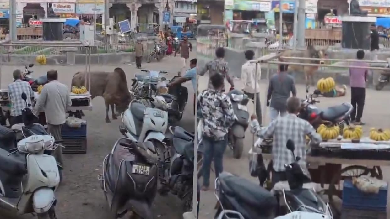 stray bull attack in rajkot gujarat video goes viral