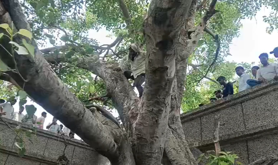 Farrukhabad: Farmer distressed over a land dispute climbed a Peepal tree at the Tehsil office
