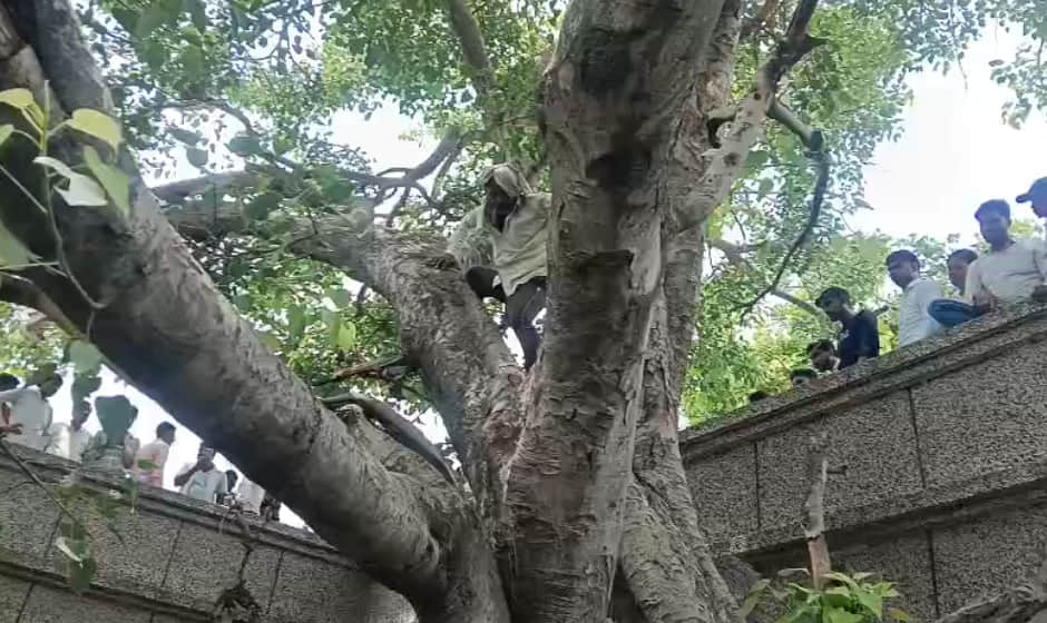 तहसील स्थित पेड़ पर चढ़ा किसान