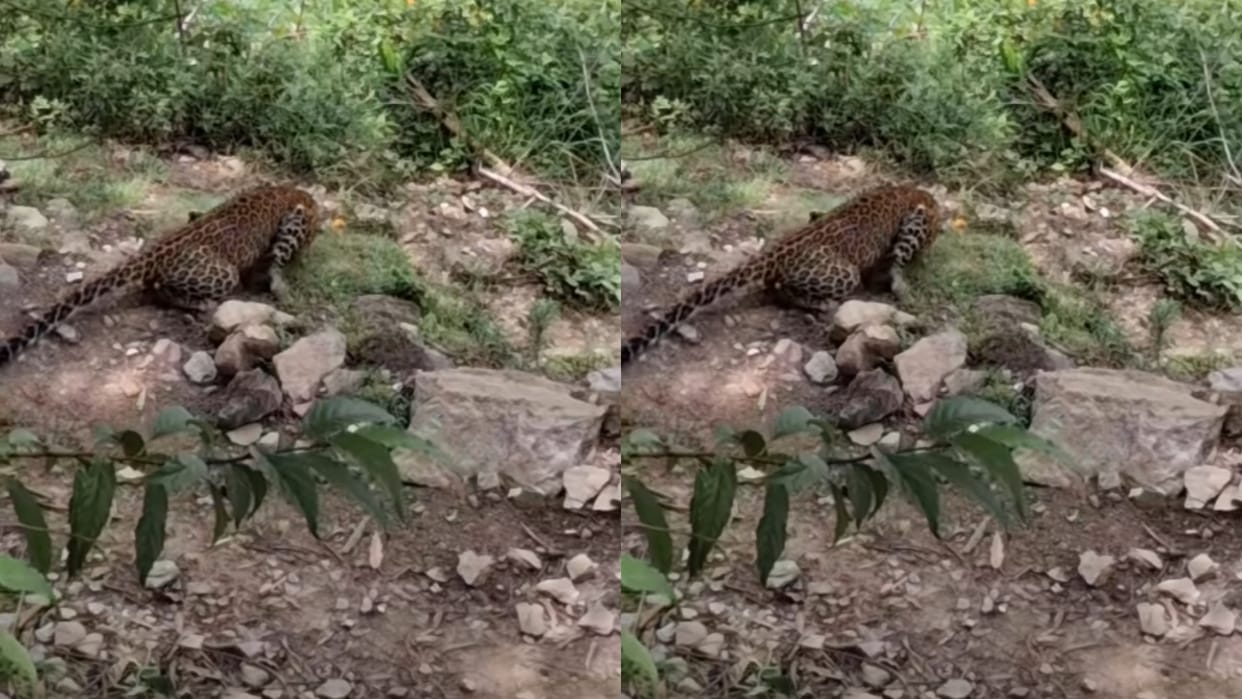 Leopard Suddenly Starts Convulsing on Road in Nepal Viral Video Leaves Internet Searching for Answers
