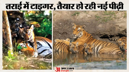 दुधवा में बाघ