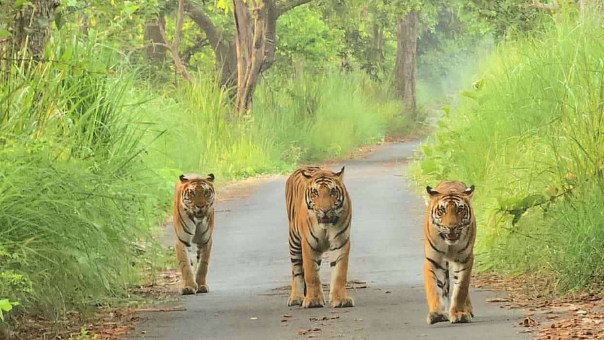 Maharashtra Launches AI-Based Tiger Early Warning System to Reduce Human-Wildlife Conflict