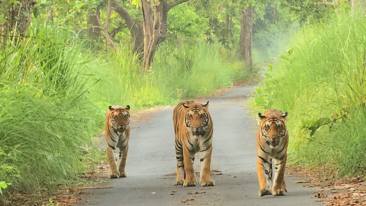 Maharashtra Launches AI-Based Tiger Early Warning System to Reduce Human-Wildlife Conflict