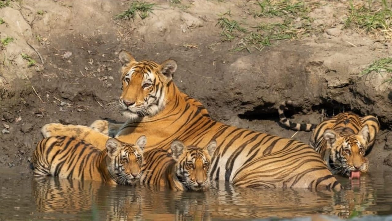 Tiger population growing in Dudhwa and Pilibhit Tiger Reserves