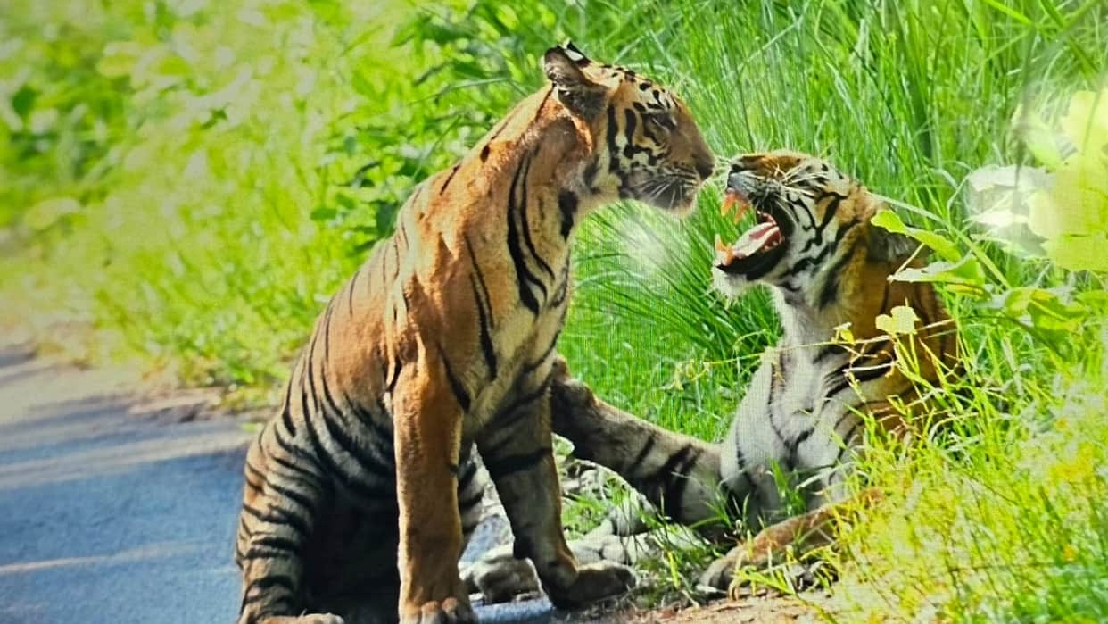 MP News: Even after 26 years, the tiger population in the state remains roughly the same; was the earlier coun