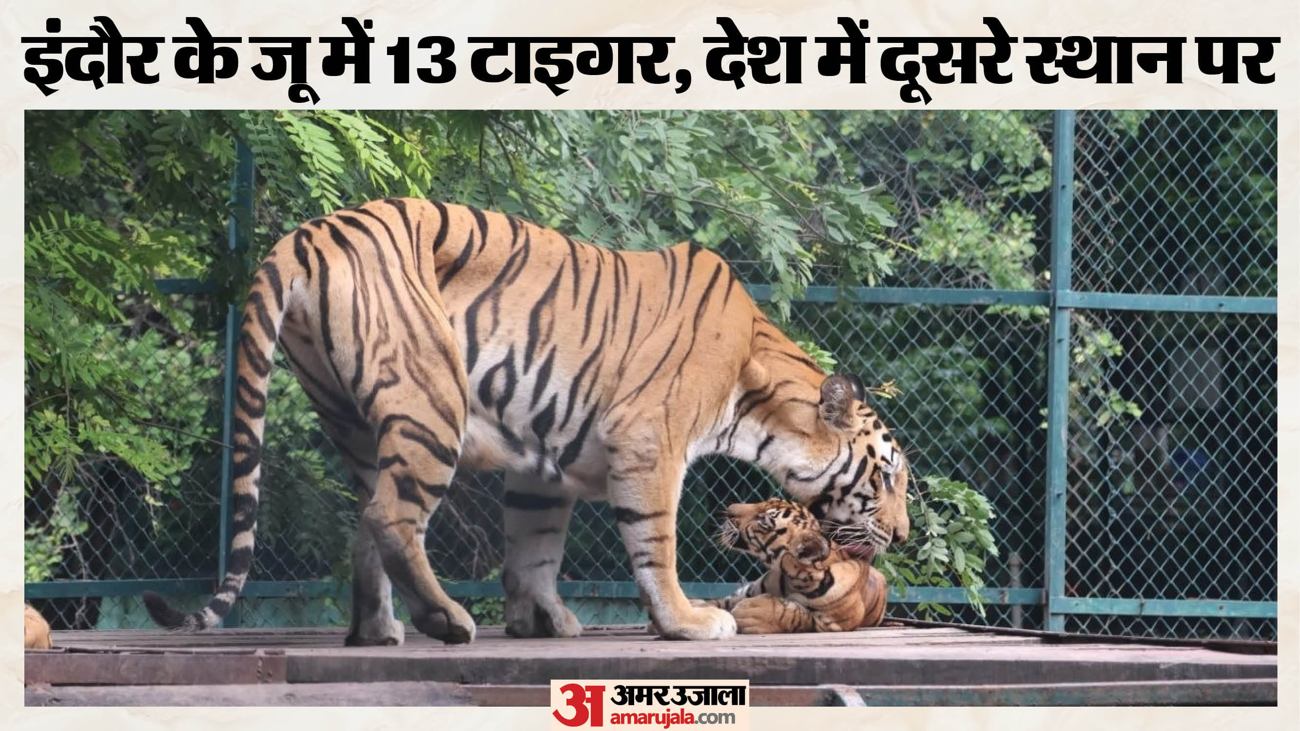 शावकों की मस्ती पर्यटकों के लिए आकर्षण का केंद्र रहती है। फोटो- जयेश मालवीय।