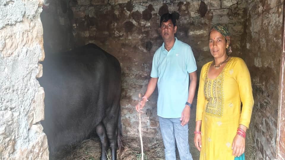 अज्ञात बीमारी से एक और भैंस की मौत