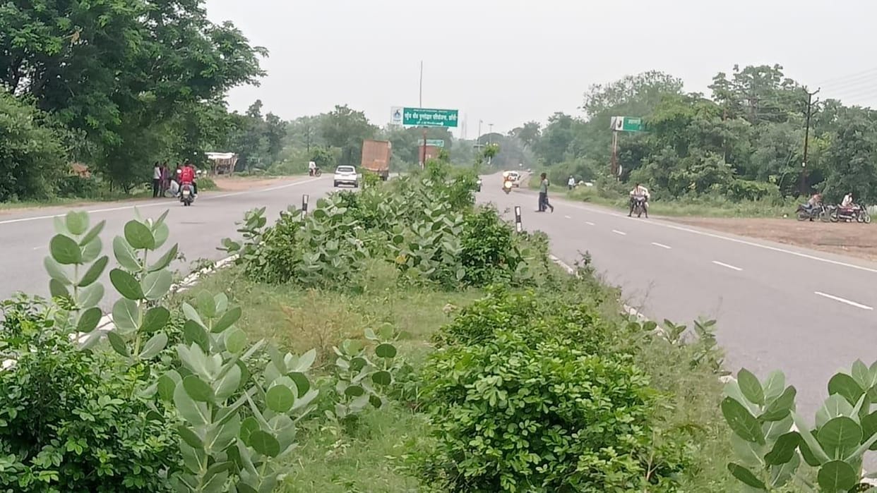 Jhansi: Wild bushes on the divider despite crores spent; risk of accidents rises on NH-44.